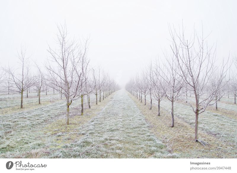 Fruit tree plum trees plantation after a freezing rain storm in winter and on a day with fog. Winter frosty fruit tree landscape covered by white flake ice.