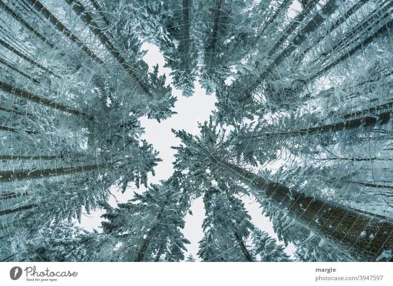 View into a winter sky with high treetops and conifers Coniferous trees Coniferous forest Nature Exterior shot Deserted Winter Ice Snow Worm's-eye view Frost