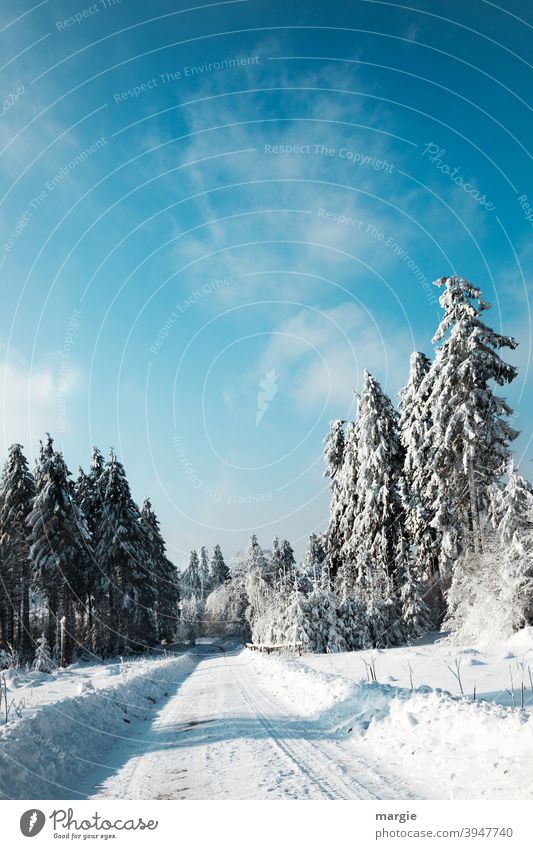 Winter road in deep snow covered forest Snow Tree Landscape Hoar frost Cold Sky Frost Blue Frozen Forward Central perspective Light Deserted Exterior shot