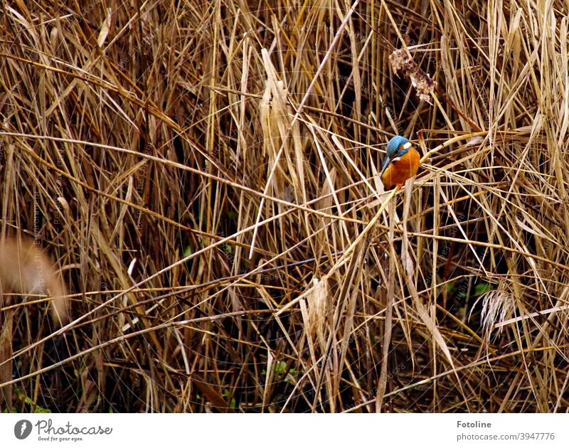 The small kingfisher sits on a reed stalk and watches its next prey. Kingfisher Bird Animal Exterior shot Colour photo Wild animal 1 Nature Environment