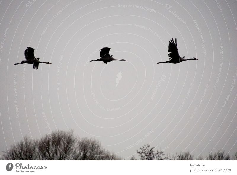 meaning of cranes in the sky