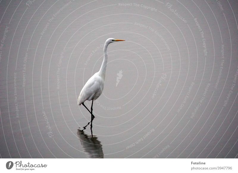 Stealthily, very quietly and carefully, the great egret stalks through the shallow water to catch fish. Heron Great egret Bird Animal Nature Colour photo