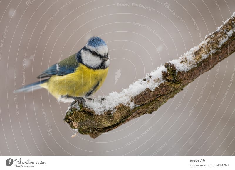 Blue tit on branch Tit mouse Bird Animal Cute Animal portrait winter feeding Colour photo 1 Exterior shot Day Nature Deserted Wild animal Environment naturally