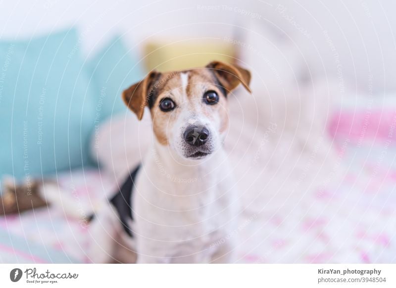 Dog looking at camera, portrait of jack russell terrier in pastel bedroom interior, soft focus dog jack russell terrir eye nose cute pet pastel color light