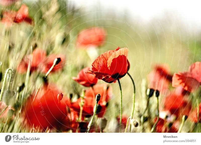 poppy Summer Plant Flower Blossom Poppy Poppy blossom Poppy field Poppy capsule Poppy leaf Meadow Field Warmth Red Colour photo Exterior shot Copy Space right