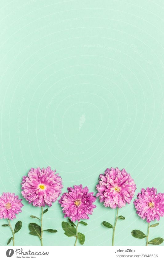 Creative layout made with violet flowers on pastel green background - a  Royalty Free Stock Photo from Photocase
