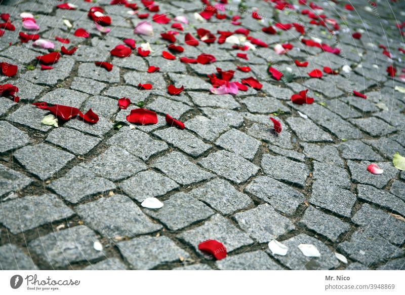 Rose petals on cobblestones Paving stone Cobblestones Lanes & trails Gray Red Rose leaves pink Distribute Tradition Matrimony civil marriage Happy