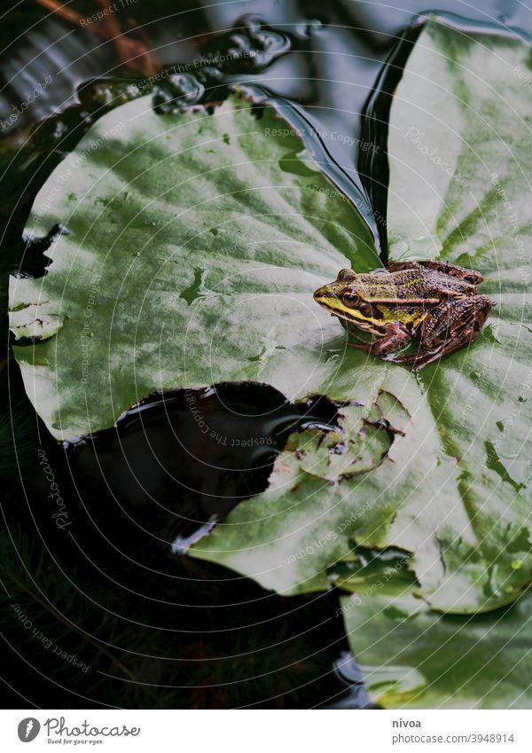 frog sitting on a leaf Frog Green Pond Animal Nature Water Painted frog Exterior shot Amphibian Colour photo Frog Prince Eyes Macro (Extreme close-up) Brown