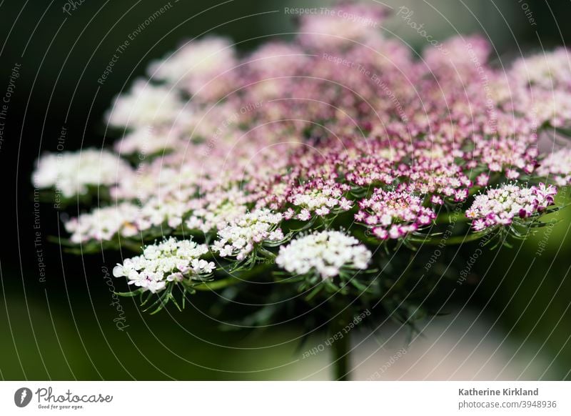 Pink Queen Ann's Lace Macro queen anns lace carrot wild Green pink purple white meadow field closeup Nature Natural wildflower Floral Flower native Summer