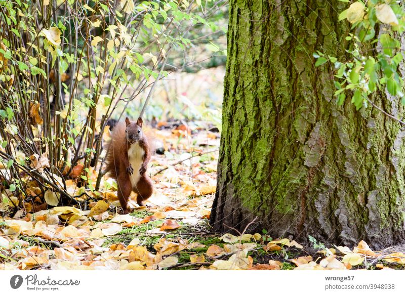 And it clicked - startled, the squirrel looked in the photographer's direction Squirrel Autumn Autumn leaves Autumnal colours autumn colours Nature