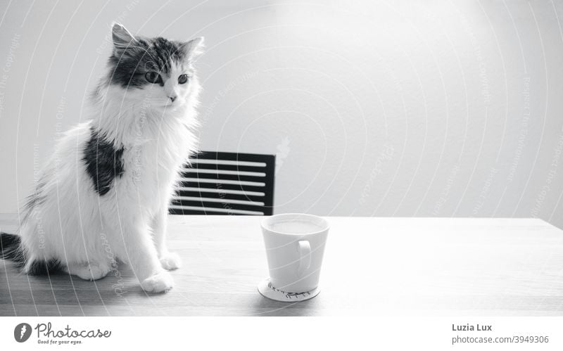 Puss, long hair mix sits on a wooden table in front of an empty coffee cup Cat hangover Longhaired cat Long-haired Black & white photo black-and-white Looking