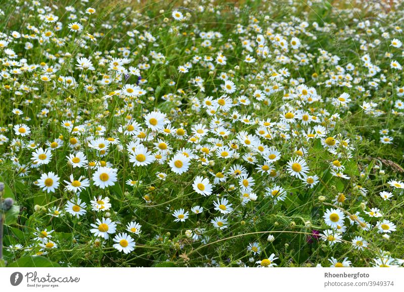 blooming camomile flowers in the garden Chamomile blossoms real chamomilla matricaria Flower Field Nature Summer Landscape Tea Weed medicinal plant White Green