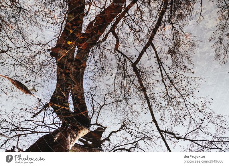 Reflection of tree in Schlachtensee in winter Experiencing nature Vacation & Travel Joie de vivre (Vitality) Landscape Tourism Light Contrast Shadow Sunbeam