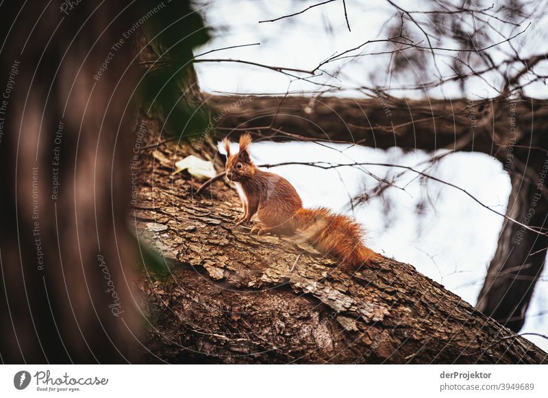 Squirrels at Schlachtensee in winter Experiencing nature Vacation & Travel Joie de vivre (Vitality) Landscape Tourism Light Contrast Shadow Sunbeam City trip