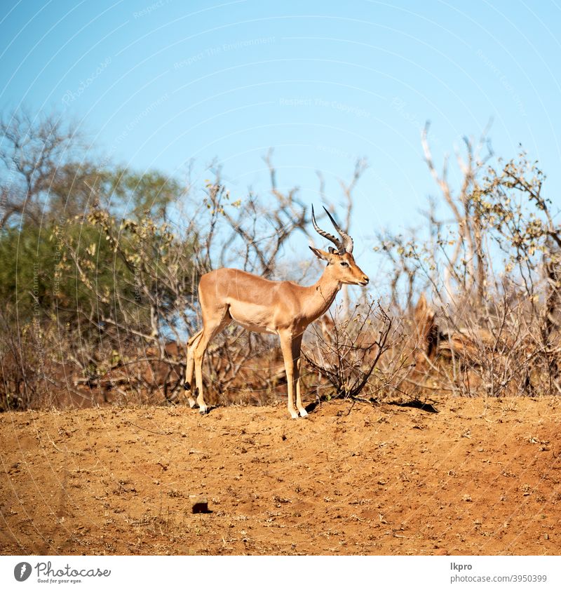 wild impala in the winter  bush africa antelope wildlife park national animal nature south safari kruger mammal male aepyceros melampus gazelle grass wilderness