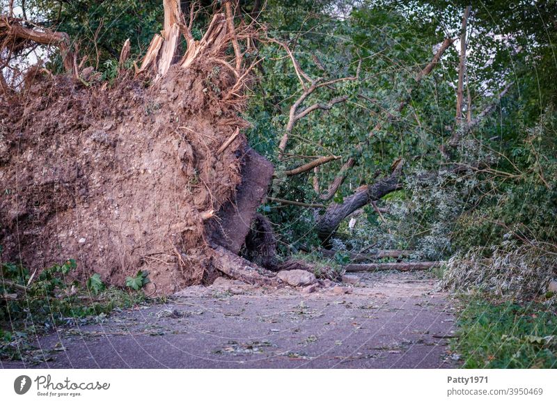 Uprooted, fallen trees block a path after a storm Tree Gale Nature Exterior shot Environment Storm Climate Day Climate change 2019 Ettlingen off Block dead end