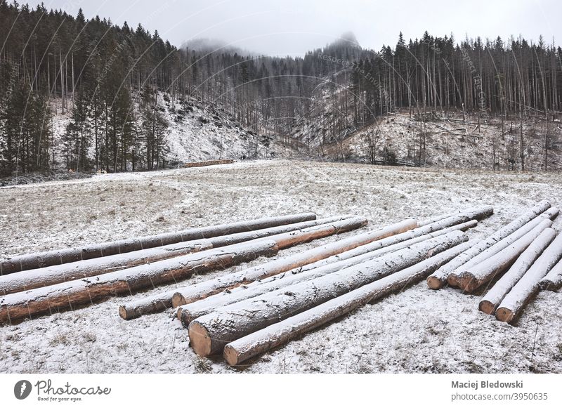 Mountain landscape with timber logs on a snowy day. Koscieliska Valley mountains forest winter Tatra tree nature forestry trunk fog outdoor season