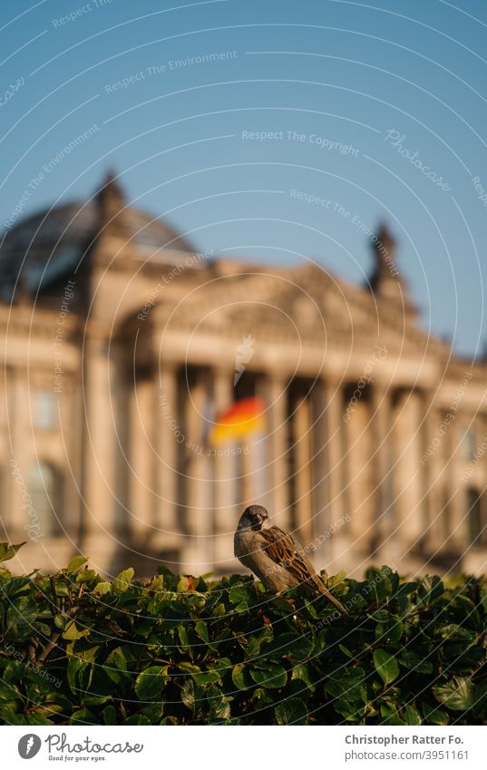 A bird in front of the German Bundestag sits on a bush in summer under a blue sky in Berlin. Downtown Tourism Capital city Deserted City urban Town