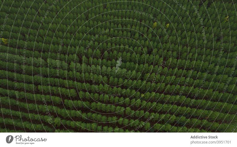 Top view of fir forest aligned tree coniferous nature foliage rural spruce picturesque woods way person walk australia lush scenic scenery pathway woodland