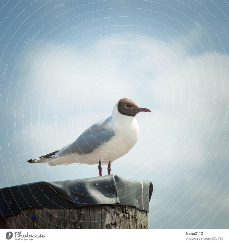 Feel Free Environment Nature Air Summer Beautiful weather Coast Lakeside Beach North Sea Baltic Sea Ocean Island Bird 1 Animal Observe Seagull Sky Clouds