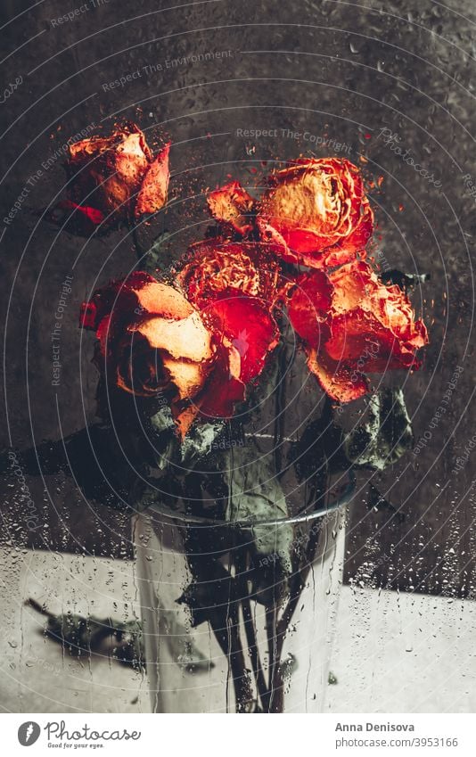 Bunch of beautiful faded flowers through the glass with rain drops rose dry petal stem leaf heart orange window water broken day valentine love death plant old