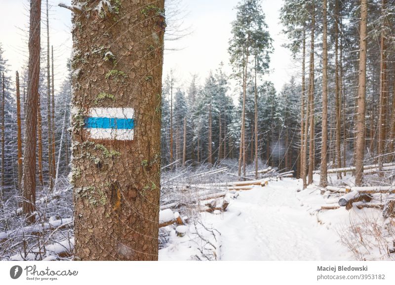 Hiking trail on a tree in snow covered Tatra mountains, Poland. winter forest path sign landscape hike marker nature season snowfall Tatra National Park Tatry