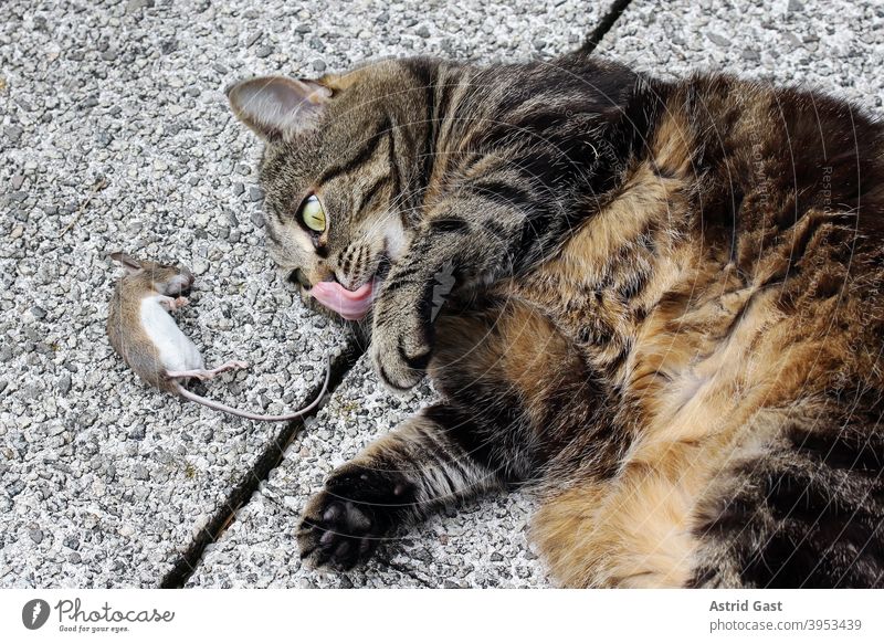 A cat has caught a mouse and is already licking her mouth Cat Mouse Prey Catch Joy pleased Tongue Anticipation catch Pet Animal rodent prey animal Domestic cat