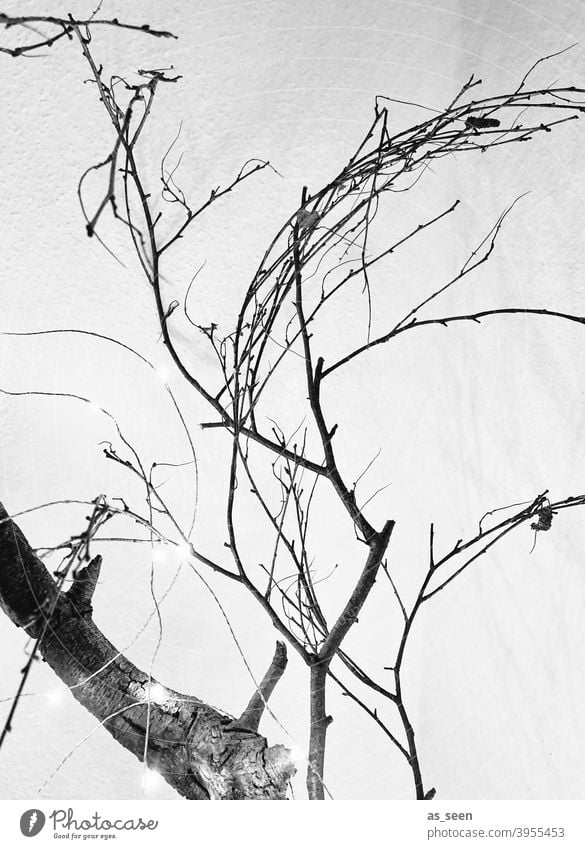 branches and two Twigs and branches Black & white photo White graphically linear Tree Nature Deserted Winter Day Gray Cold Contrast Branch Light Plant Dry