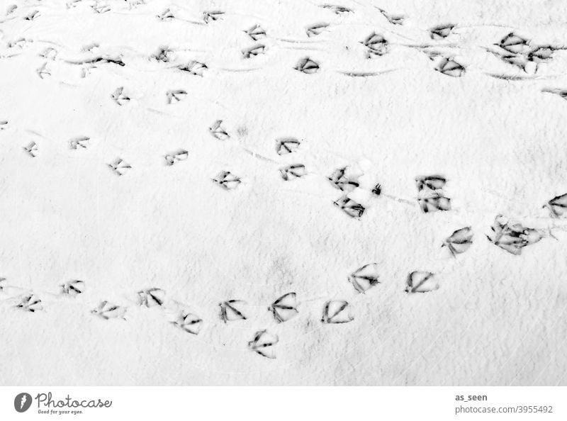 Traces of birds in the snow Snow Tracks footprints Winter Cold White Exterior shot Deserted Ice Frost Day Snow track Contrast Black & white photo Snow layer
