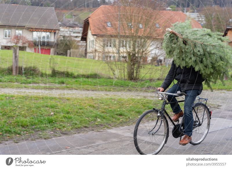 Christmas tree shopping by bicycle. Carefree doing everything by bicycle. christmas holiday winter christmas tree mode of transport merry christmas new year