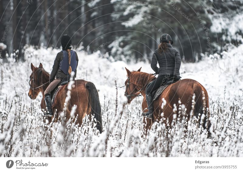 Two persons riding horses in winter Riding Horse two people women Winter Snow White Ride Animal Exterior shot Rider Equestrian sports Sports Nature