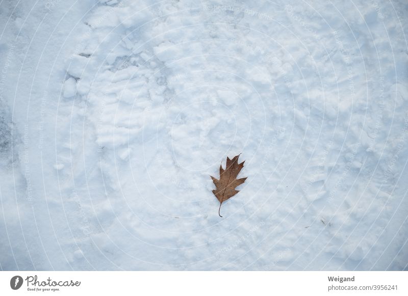 Being alone in winter Leaf on one's own Loneliness Lonely Snow Ground depression Winter winter depression sad Sadness unhappy Think dejected Pensive Earnest