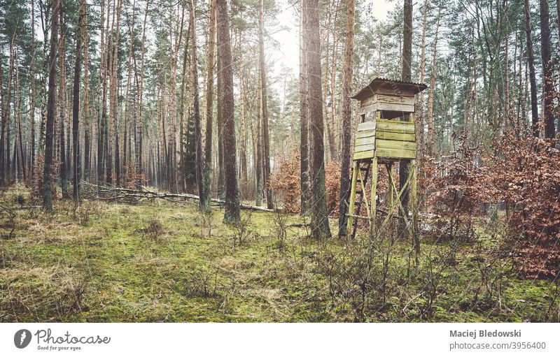 Wooden deer hunting tower in forest. stand landscape woods nature hide effect filtered retro vintage wooden outdoors tree season