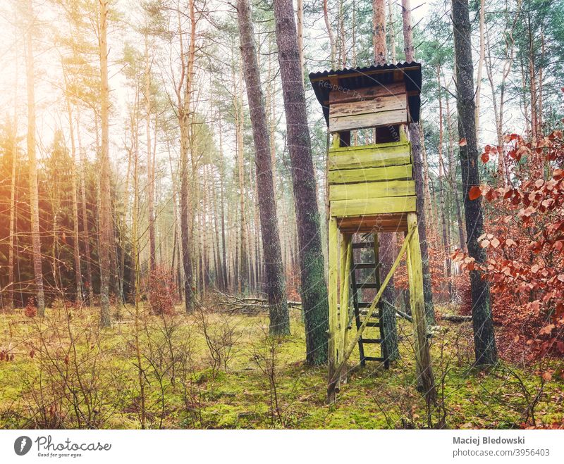 Deer hunting tower in woods. stand forest hide deer effect nature filtered retro vintage wooden outdoors tree season
