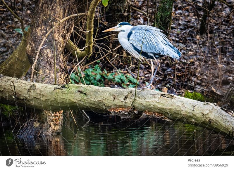 Heron balancing on a tree trunk Grey heron Nature Pond Lake Ardea cinerea herons Telephoto lens Tree trunk