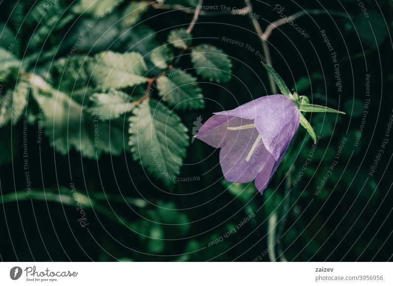 a single lilac campanula flower on a dark background Campanula bellflower horizontal colour clipping lit curve femininity intense isolate purity simplicity