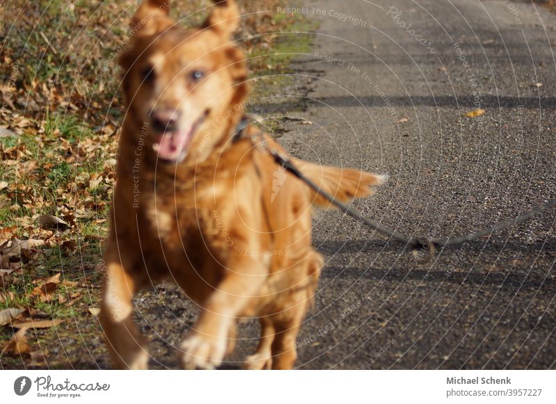 A Golden Retriever in a sprint Dog Animal Colour photo Animal portrait Animal face relaxation eye lifestyle animal dog retriever