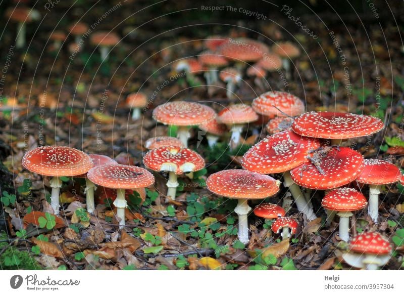 Lucky mushrooms - very many toadstools close together on the forest floor Mushroom Amanita mushroom Forest Woodground Many Nature Exterior shot Colour photo