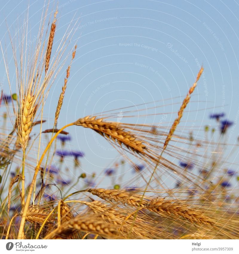 Close up of ripe barley ears in cornfield, cornflowers blooming in background Barley Barley ear spike Grain Cornfield Summer Mature Food Sky Blue