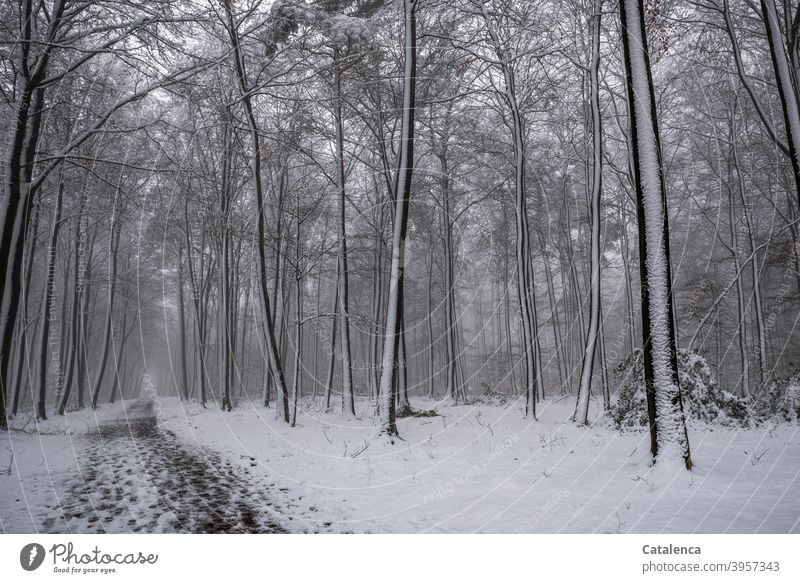 The path leads through the snowy forest Season White Forest Brown Green Plant Nature Landscape Tree Beech tree daylight Day chill Winter Snow Weather off