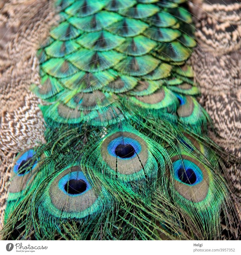 magnificent train - detail of tail feathers of a male peacock Peacock Bird masculine plumage Splendid Close-up Detail eyes Animal Colour photo Exterior shot