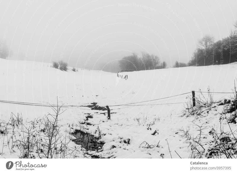 It has snowed, fog is coming in. Soon the bare trees, the fence are no longer visible Horizon Sky Weather Snow Winter chill Day daylight Tree Landscape Nature