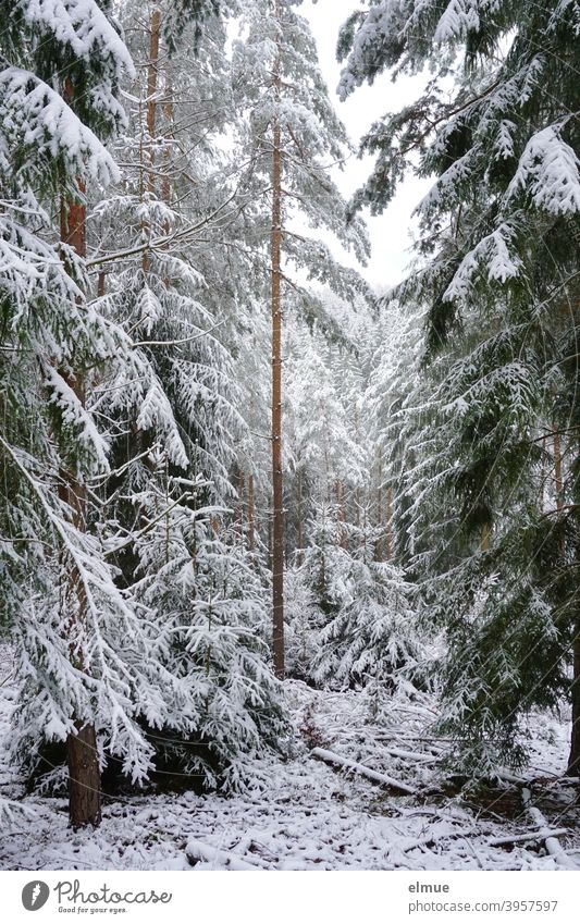 snowy coniferous forest / spruce forest / winter mood Coniferous forest Winter Snow spruces Tree White Forest Log Landscape Frost Winter forest Winter mood