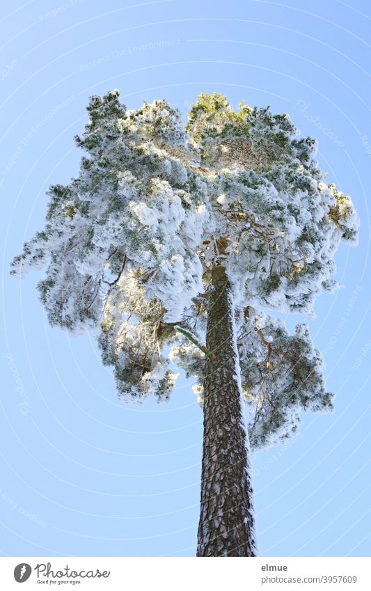 free standing snowy pine tree from frog perspective with blue sky and sunshine / winter mood Coniferous trees Winter Jawbone Treetop Winter mood Winter's day