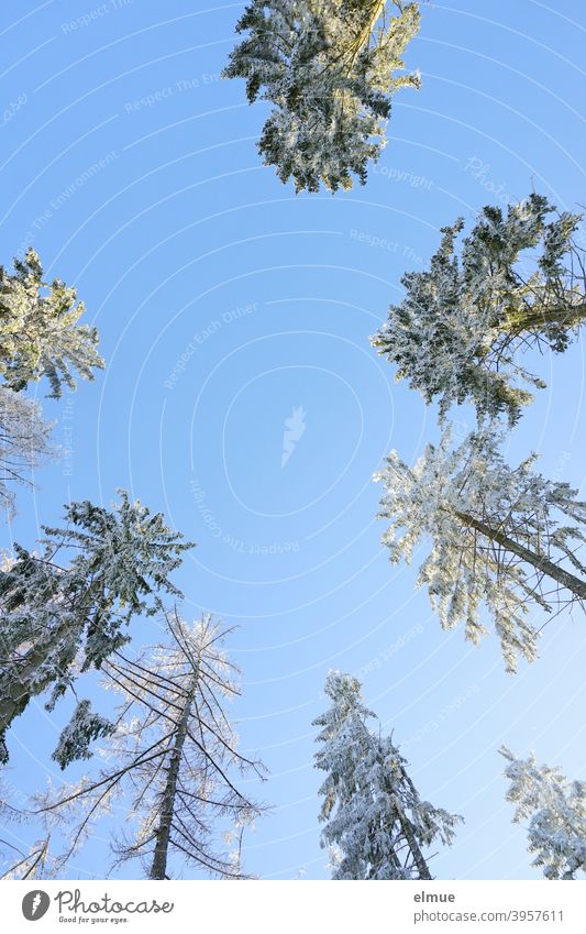snowy coniferous tree tops from frog perspective with blue sky and sunshine / winter mood Coniferous trees Winter Treetops Winter mood Winter's day