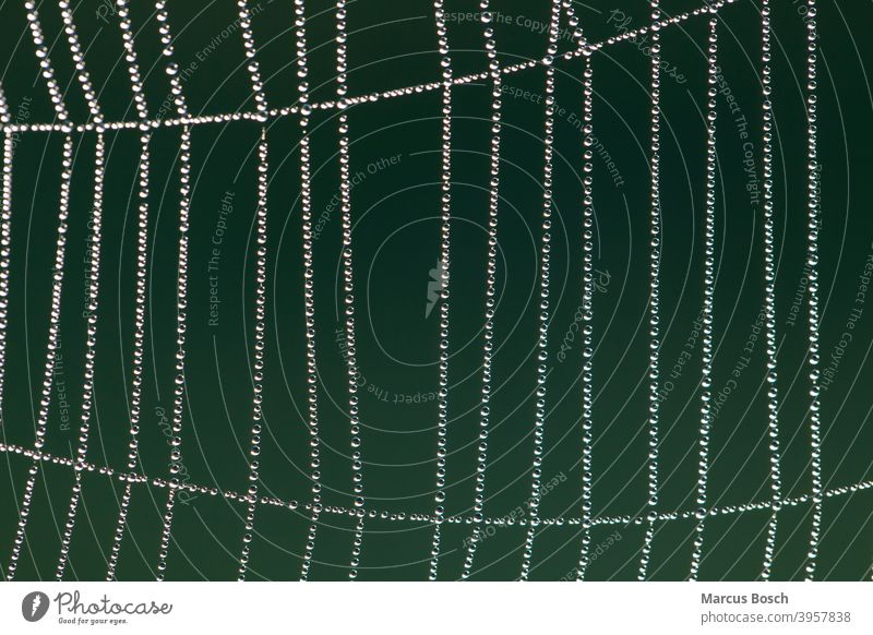 Spinnennetz im Morgentau, Spider web in morning dew Gegenlicht Netz Perlen Radnetz Spiegelungen Tau Tropfen Wassertropfen aufgereiht aufreihen fein filigran