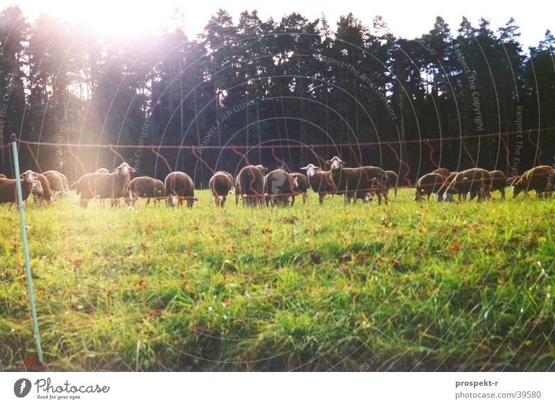 look sheep Sheep Meadow Green Fence Forest Animal Sunspot Back-light Transport Nature