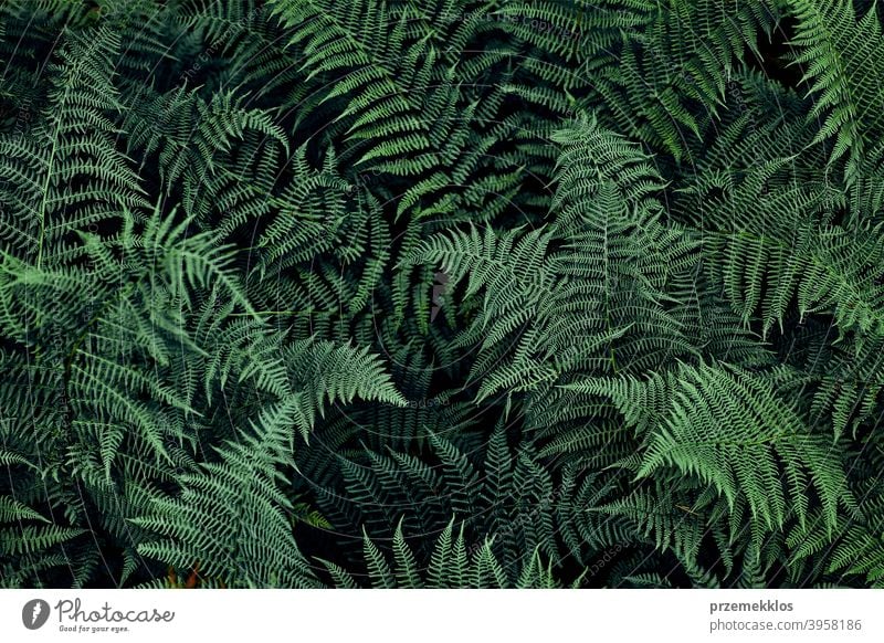 Fern leaves background. Close up of dark green fern leaves growing in forest. Shot from above season floral jungle close up branch botany tropical lush closeup