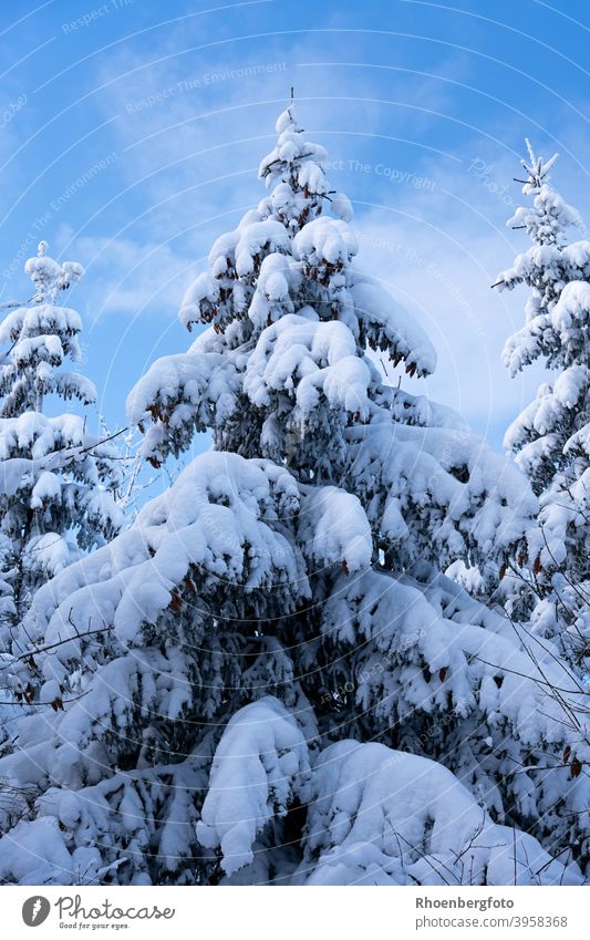 snow covered conifer in front of bright blue sky with small clouds Fir tree Tree Snow snow-covered Sky Blue Landscape Rhön Season Winter winter January White