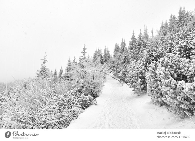 Black and white picture of a mountain path during heavy snowfall. winter black trail hike nature blizzard forest black and white B&W landscape fog wilderness